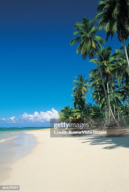playa las terrenas, samana peninsula, dominican republic, west indies - buena vista stock pictures, royalty-free photos & images