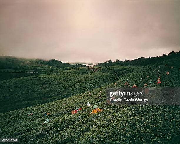 tea fields, java, indonesia - sunda isles bildbanksfoton och bilder