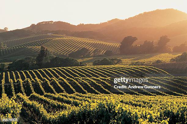 vineyards, napa valley, california, usa - napa valley foto e immagini stock