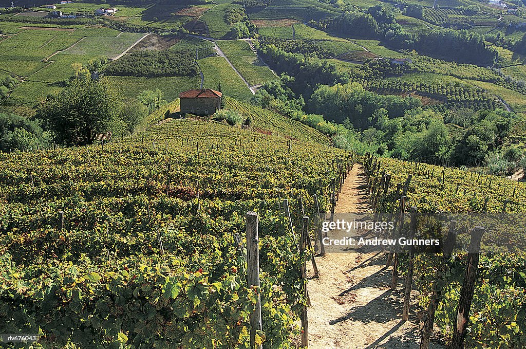 Barbaresco, Langhe, Italy