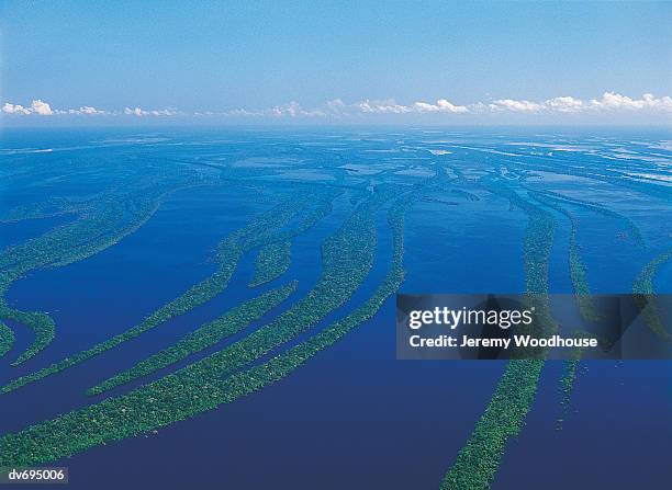 rio negro, manaus, brazil - negro 個照片及圖片檔