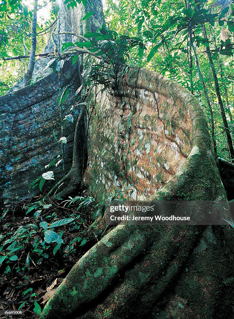 Rainforest, Manu, Peru