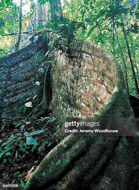 rainforest, manu, peru - manu national park stock pictures, royalty-free photos & images
