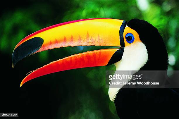 toco toucan (ramphastos toco) - beak photos et images de collection
