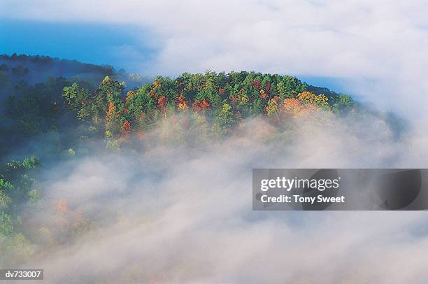 white mountain forest, new hampshire, usa - tony stock pictures, royalty-free photos & images