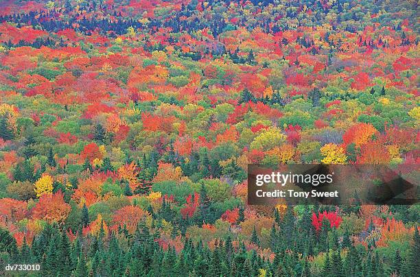 colorin valley, white mountain, new hampshire, usa - new hampshire 個照片及圖片檔