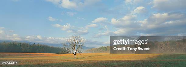 cade's cove, great smoky mountains national park, tennessee, usa - tony stock pictures, royalty-free photos & images