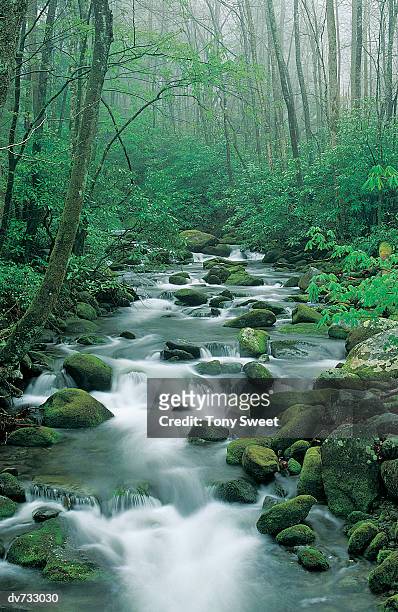 roaring fork river, great smoky mountains national park, tennessee, usa - perry_county,_tennessee stockfoto's en -beelden