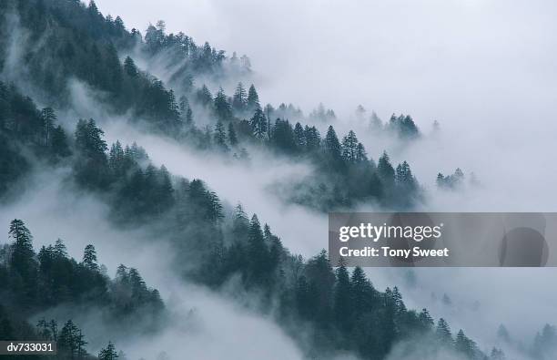 mist on a hillside of evergreen treetops - evergreen - fotografias e filmes do acervo