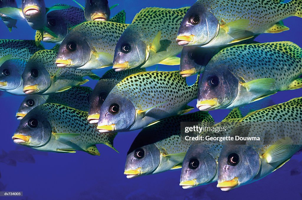 School of Black Spotted Sweetlips