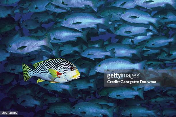 a black spotted sweetlips swimming in opposite direction to school of snappers - standing out from the crowd stock pictures, royalty-free photos & images
