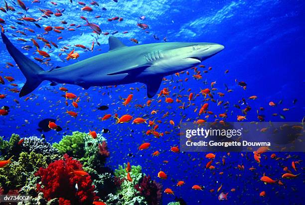 silky shark - elasmobranch stockfoto's en -beelden