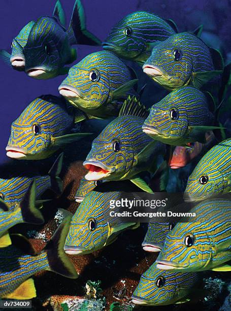 close up of school of blue striped grunt - grunts stock pictures, royalty-free photos & images