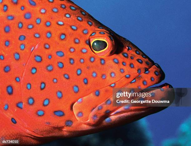 close up of a coral grouper - coral hind stock pictures, royalty-free photos & images