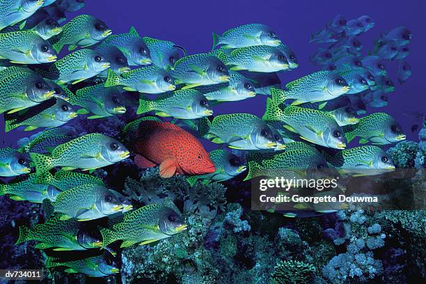 a coral grouper swimming among school of black spotted sweetlips - sweetlips stock pictures, royalty-free photos & images