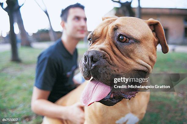 man with his staffordshire bull terrier in the park - bull stock-fotos und bilder