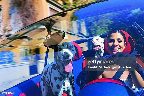 portrait of hispanic woman in her car with two dalmatians - pampered pets stock pictures, royalty-free photos & images