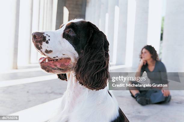 side view of a springer spaniel's head with its owner sitting in the distance - springer stock pictures, royalty-free photos & images