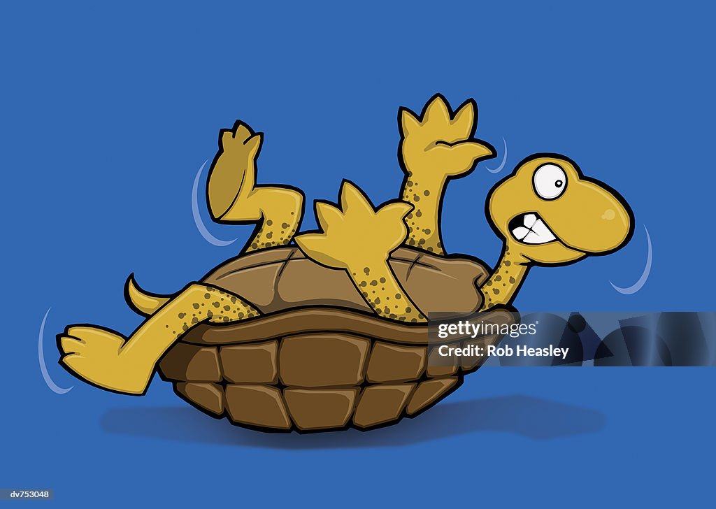 Tortoise Struggling on Its Back