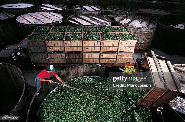 Pickled Process Pickle Factory Photos and Premium High Res Pictures - Getty Images