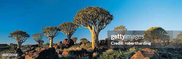 quiver trees, namibia, africa. - quiver stock pictures, royalty-free photos & images