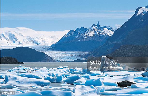 grey glacier, torres del paine national park, chile - torres stockfoto's en -beelden