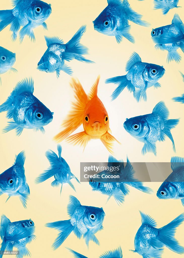 Background Showing one Goldfish Standing Out of a Large Group of Goldfish