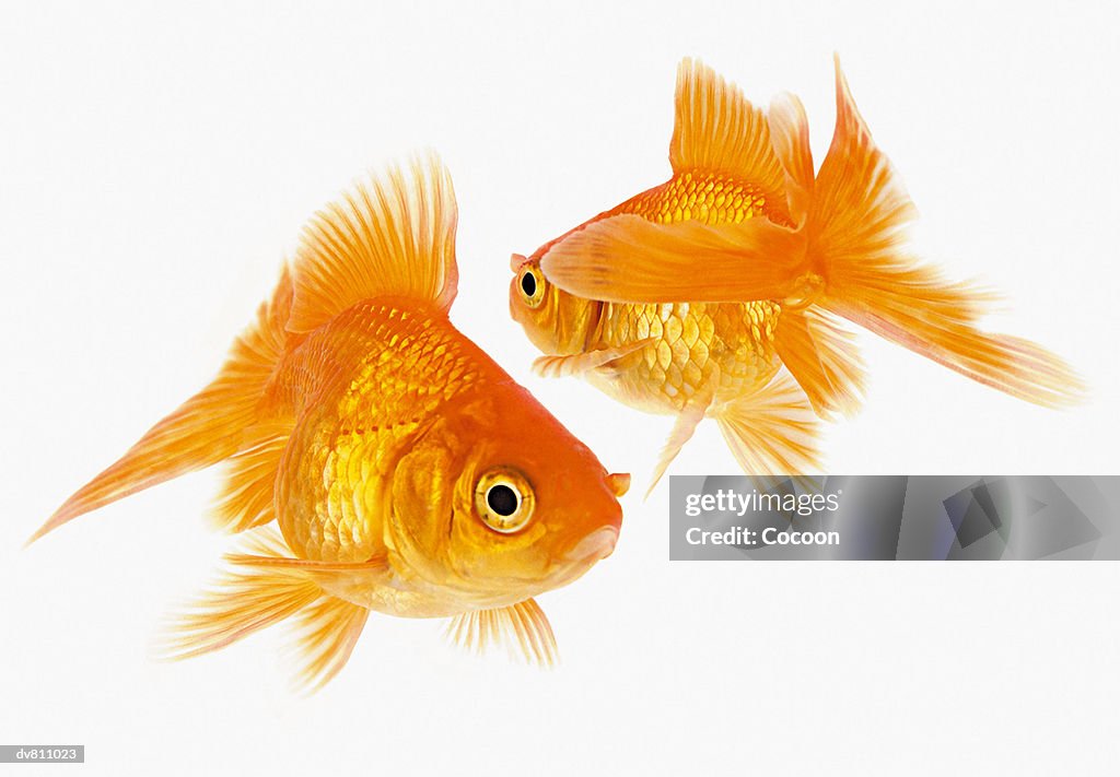 Two Goldfish Crossing Each Other