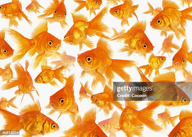 background showing a large group of goldfish - goldfisch stock-fotos und bilder