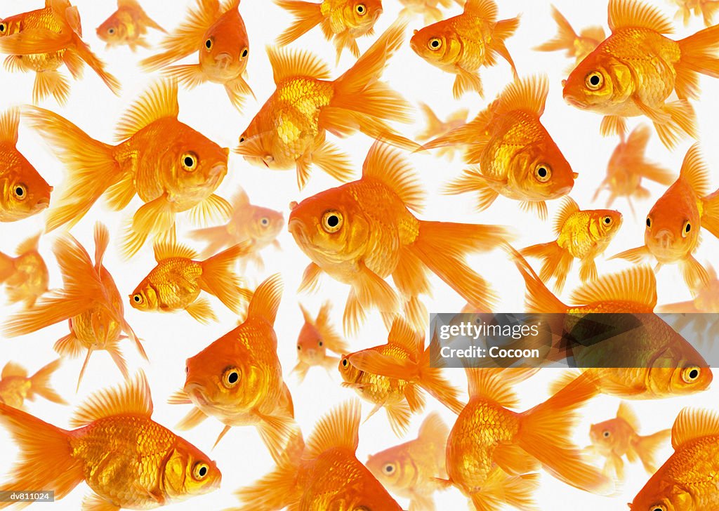 Background Showing a Large Group of Goldfish