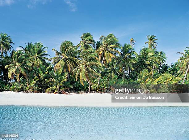 tropical beach - buisson stock pictures, royalty-free photos & images