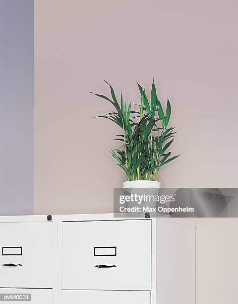 potted plant on a filing cabinet - max stock pictures, royalty-free photos & images