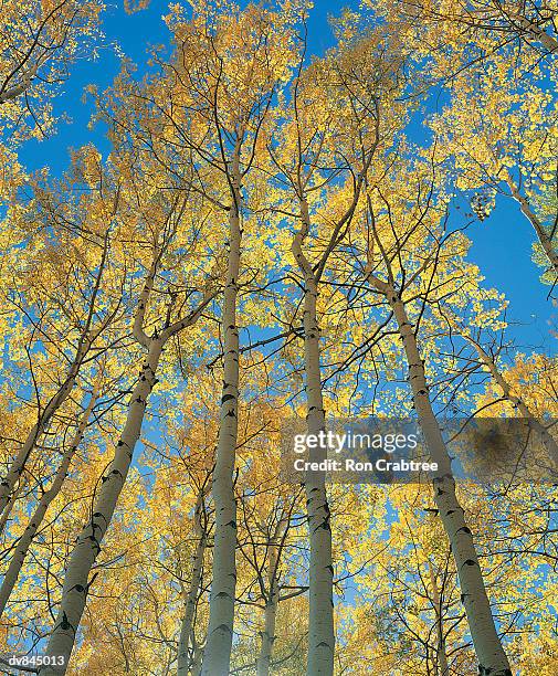 autumn, aspen, colorado, usa - ron stock pictures, royalty-free photos & images