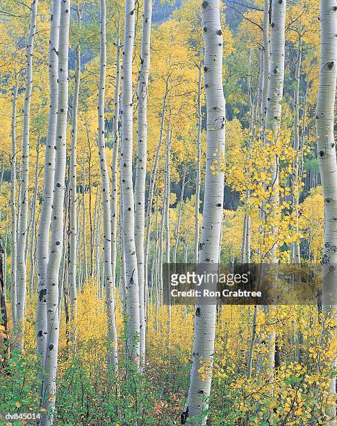 silver birch, aspen, colorado, usa - ron stock pictures, royalty-free photos & images