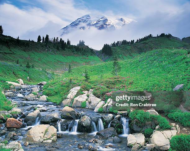 mount ranier national park, washington, usa - ron stock pictures, royalty-free photos & images