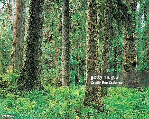 olympic national park, washington, usa - ron stock pictures, royalty-free photos & images