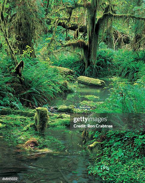 olympic national park, washington, usa - ron stock pictures, royalty-free photos & images