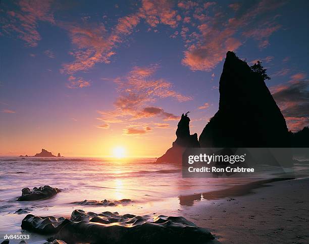 olympic national park, washington, usa - ron stockfoto's en -beelden