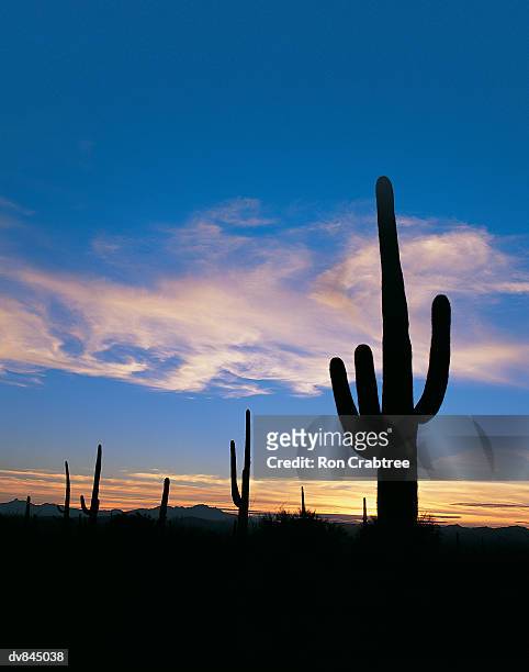 saguaro national park, arizona, usa - pima county stockfoto's en -beelden