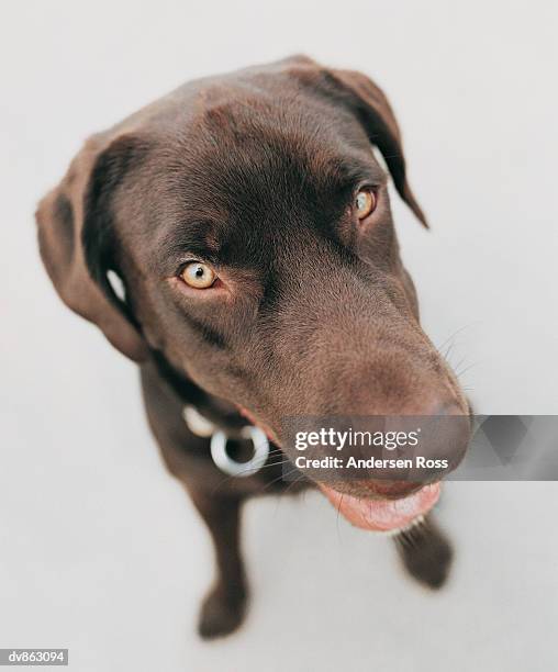 portrait of a brown labrador - ross stockfoto's en -beelden