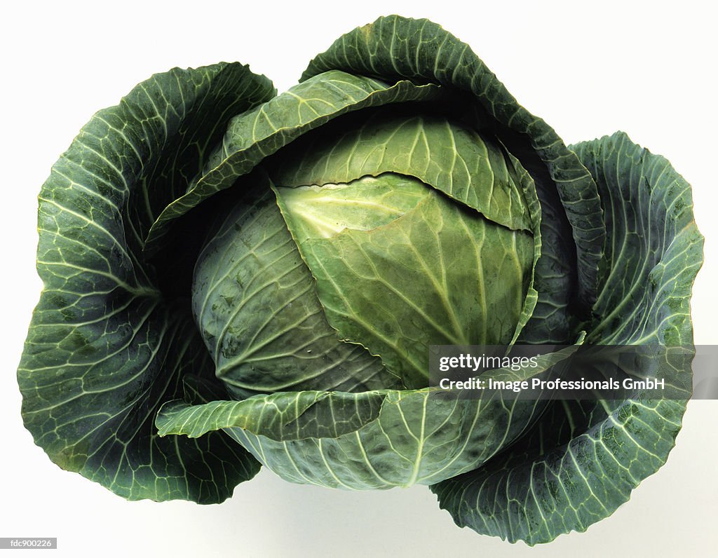 Roundhead Cabbage