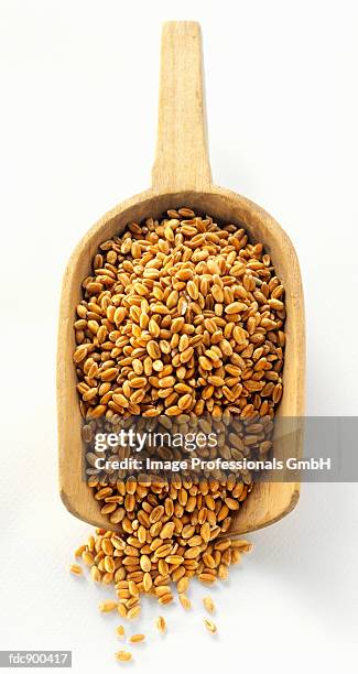 barley in a wooden scoop - hordeum stock pictures, royalty-free photos & images