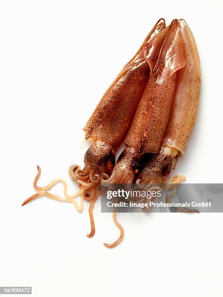 three squid - aclamar stock pictures, royalty-free photos & images