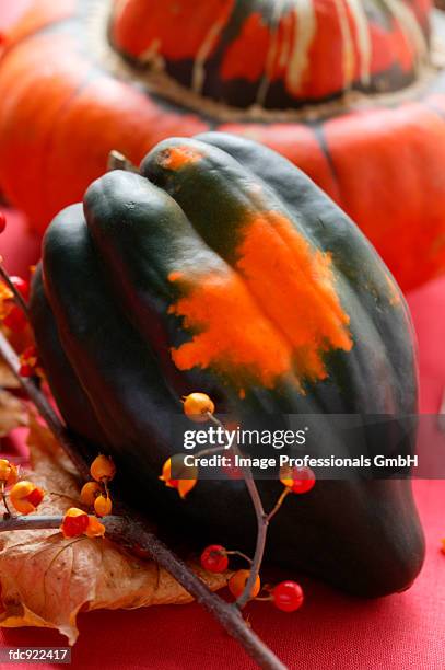 autumn squash still life with acorn squash - acorn squash stock pictures, royalty-free photos & images