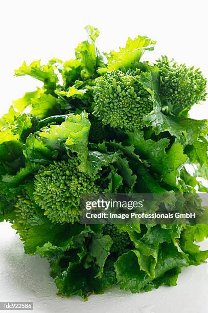 broccoli rabe - broccoli rabe stock-fotos und bilder