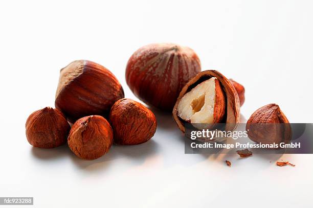 hazelnuts, with and without shell - without photos et images de collection