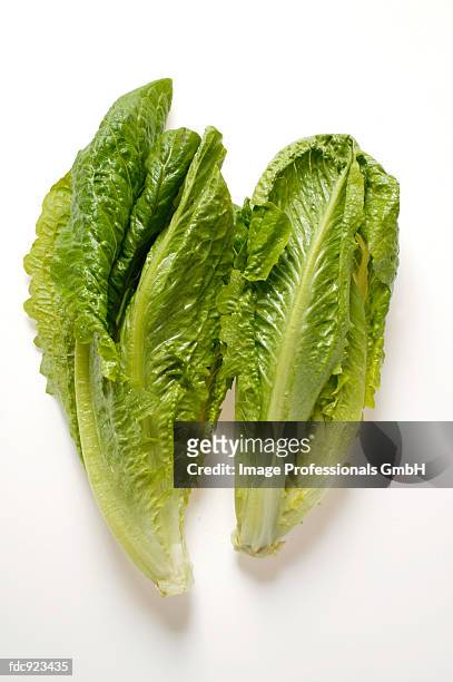 romaine lettuce - romaine lettuce stock pictures, royalty-free photos & images