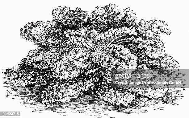 curly kale (illustration) - kale stock illustrations