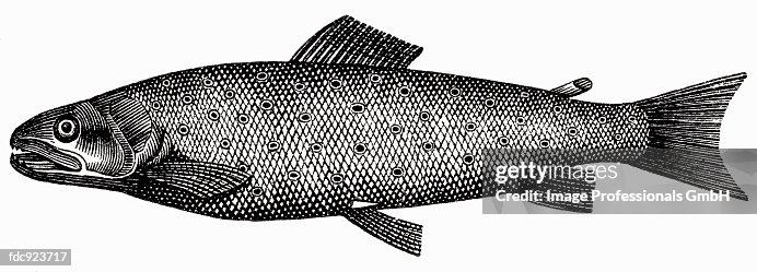Trout (illustration) Trout (illustration)