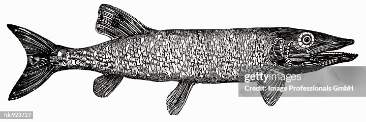 Pike (illustration) Pike (illustration)